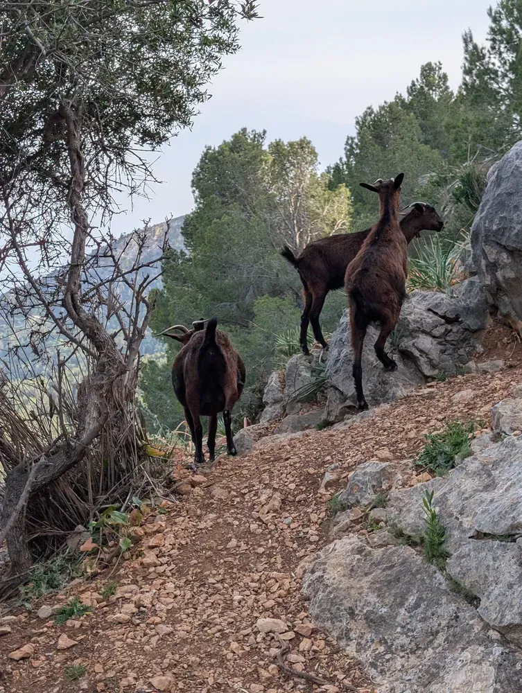 Descent into Puigpunyent valley after Galilea climb on Paguera mountain cycling route